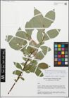 Foto von Salix apennina A. K. Skvortsov